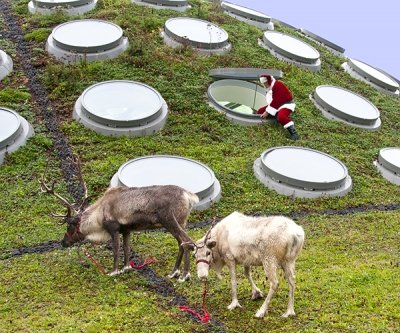 A pair of reindeer graze on the undulating 2.5-acre living roof that tops the Renzo Piano-designed museum. (In lieu of a chimney, Santa uses an operable skylight.) Photo courtesy of the Cal Academy of Sciences.